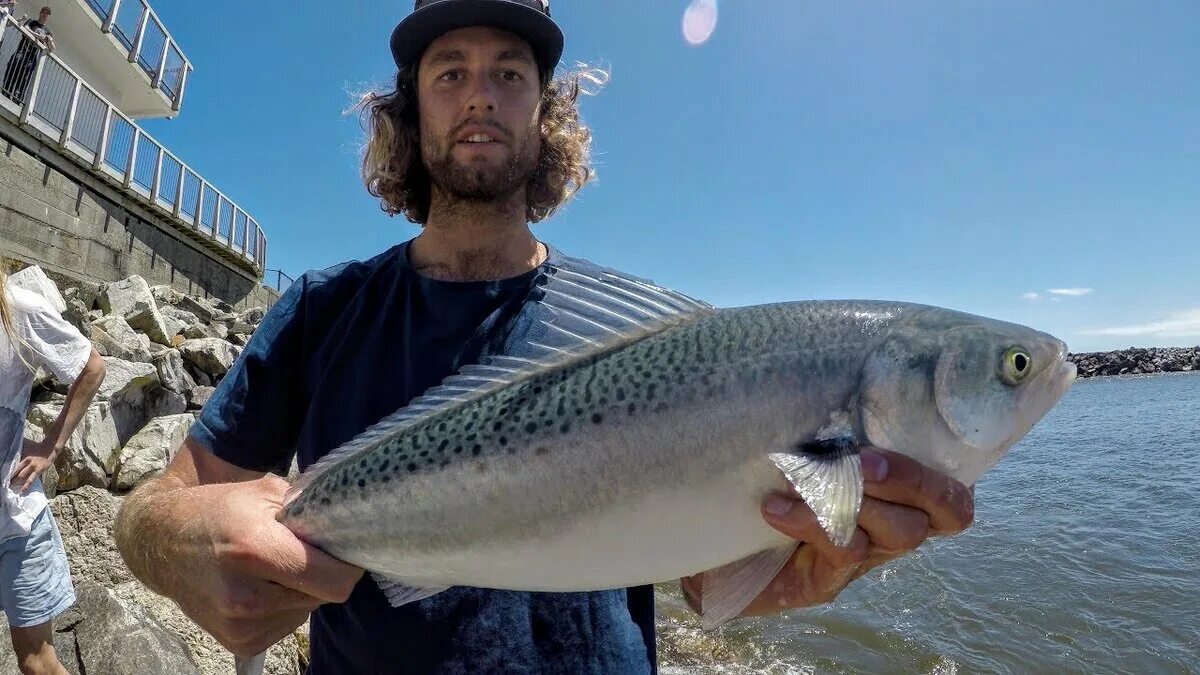 Кахавай рыба фото Австралийский лосось (Arripis trutta) или Australian salmon GameFishing - Трофей