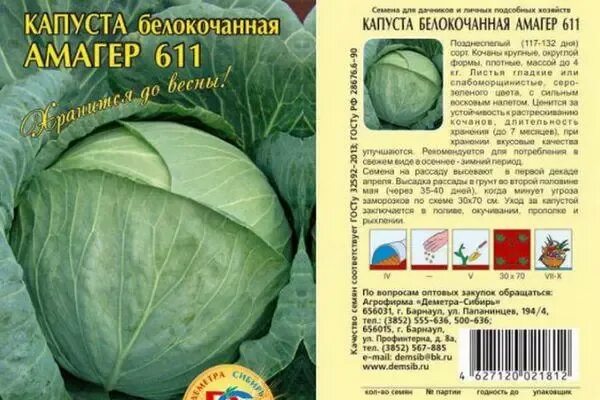 Капуста дайкон фото и описание сорта Капуста Амагер 611: характеристика і опис сорту з фото