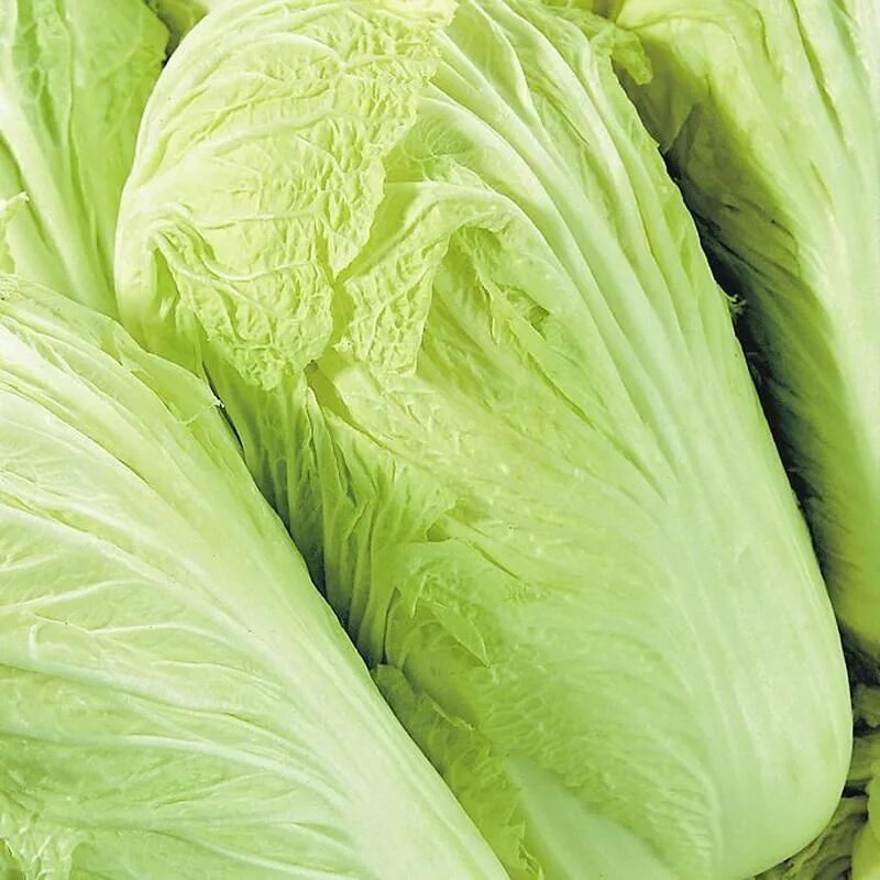 Капуста длинная фото 100Pcs Chinese Delicious Cabbage Seeds Nutritious Green Vegetable Seeds Brassica