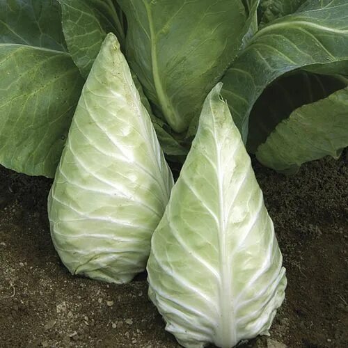 Капуста длинная фото Cabbage 'Mini Caraflex' JARDIN Cabbage seeds, Organic seeds, Perennial vegetable