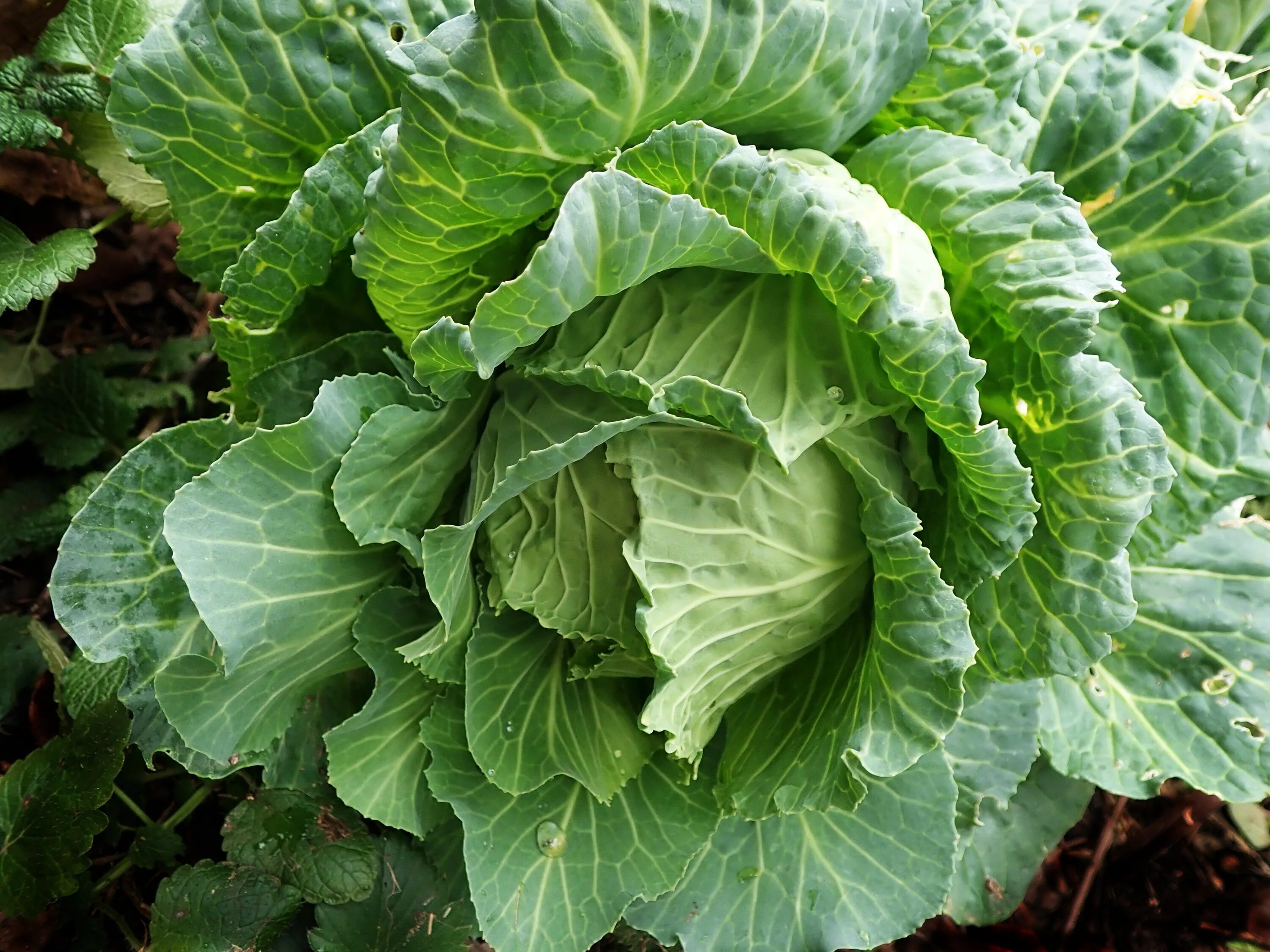 Капуста длинная фото Healthy tasty green cabbage free image download