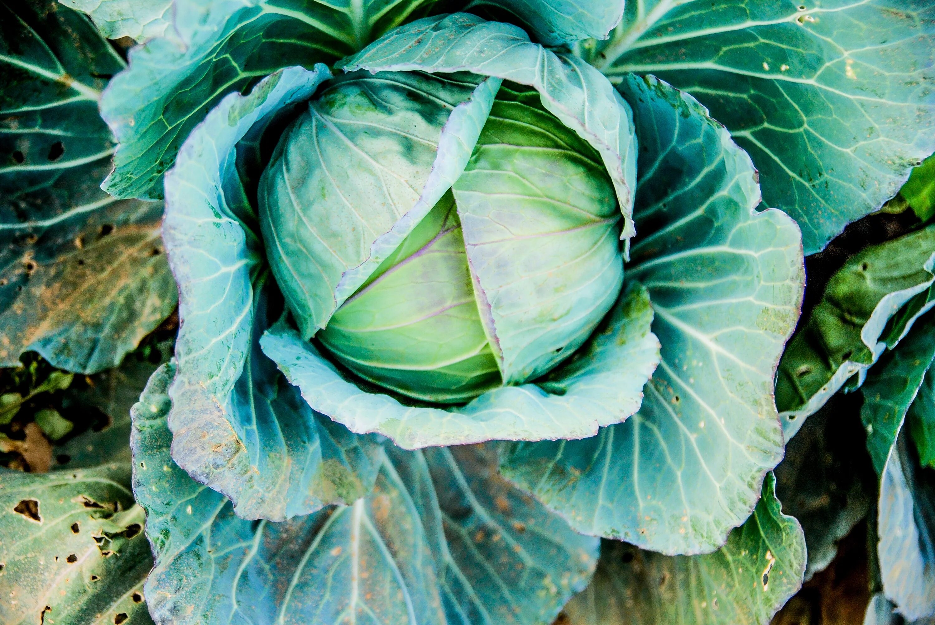 Капуста фото Wallpaper : food, green, cabbage, flower, produce, botany, brassica, leaf vegeta