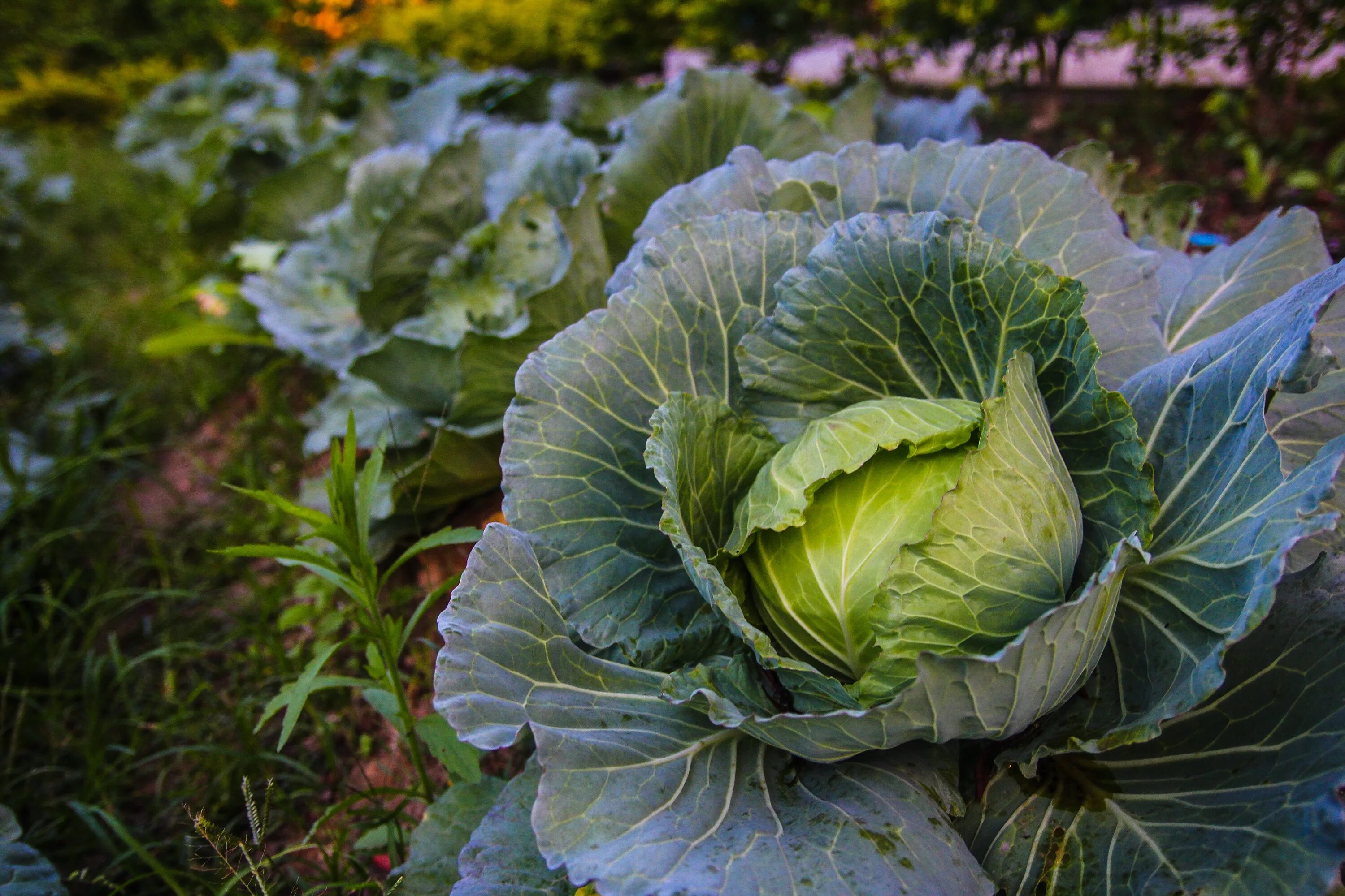 Капуста фото White cabbage, plants on garden bed free image download