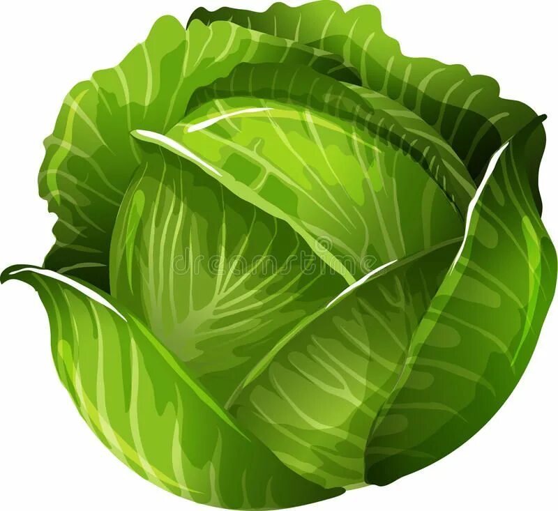 Капуста фото картинки для детей Vibrant Vector Illustration of Fresh Cabbage