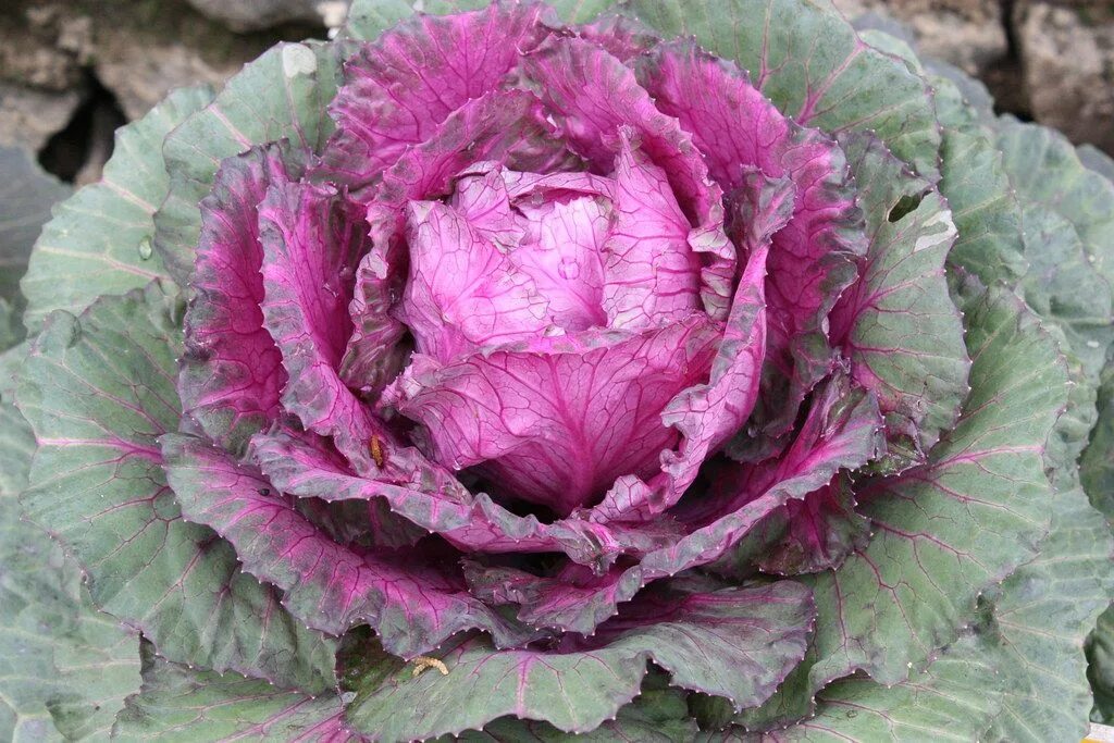 Капуста фото растения Oriental Cabbage Ornamental cabbage, Cabbage flowers, Cabbage varieties