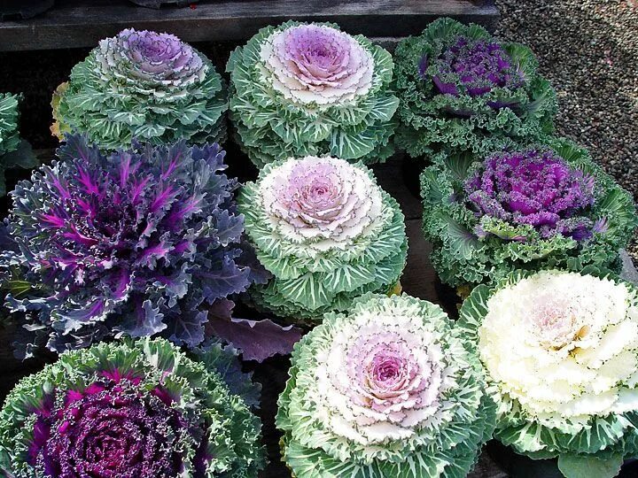 Капуста фото цветов Pin by Stacy Marner on Flowers & landscape Flowering kale, Ornamental kale, Orna