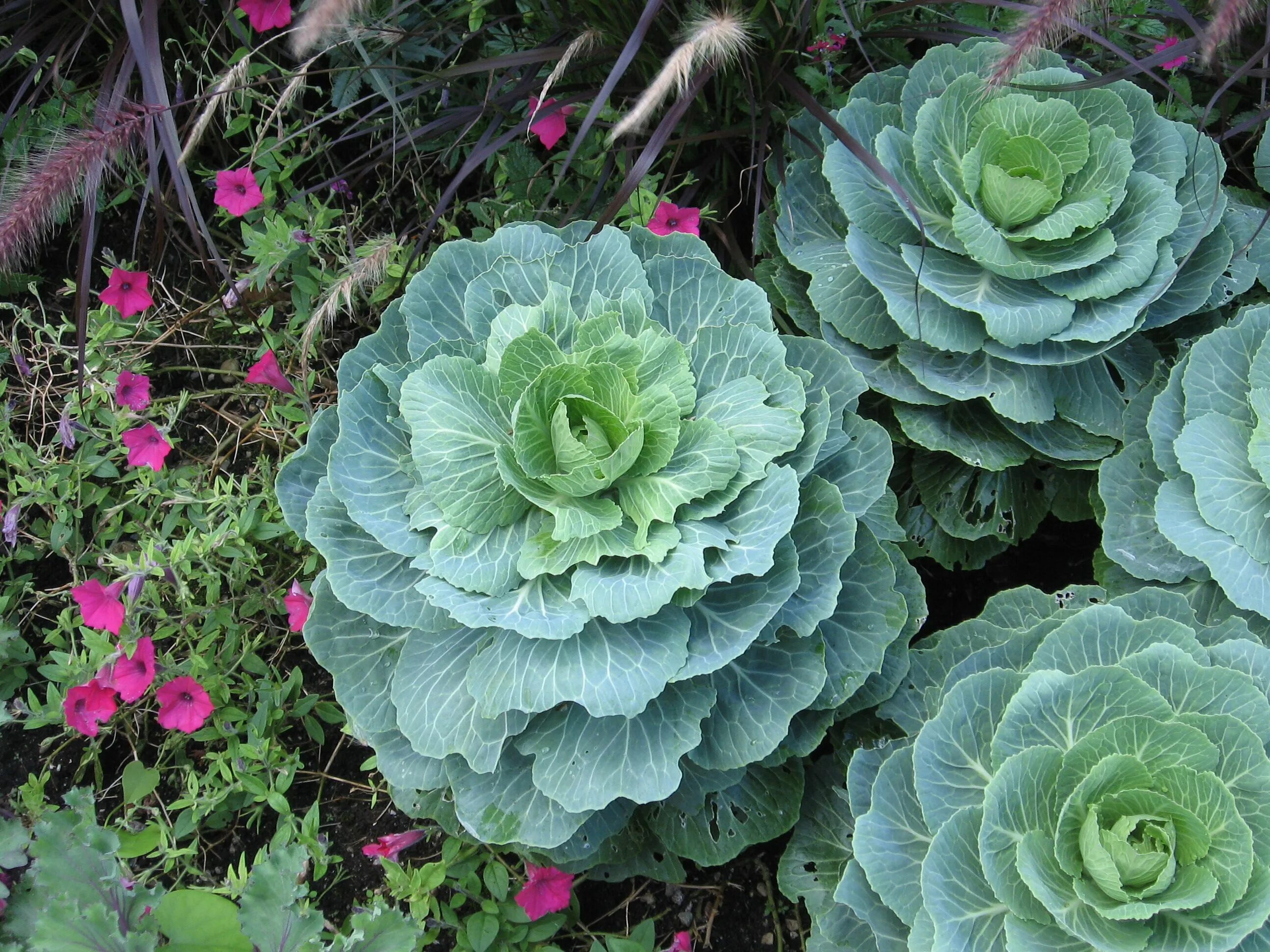 Капуста фото цветов Ornamental cabbage Ornamental cabbage, Cabbage plant, Colorful flower pot