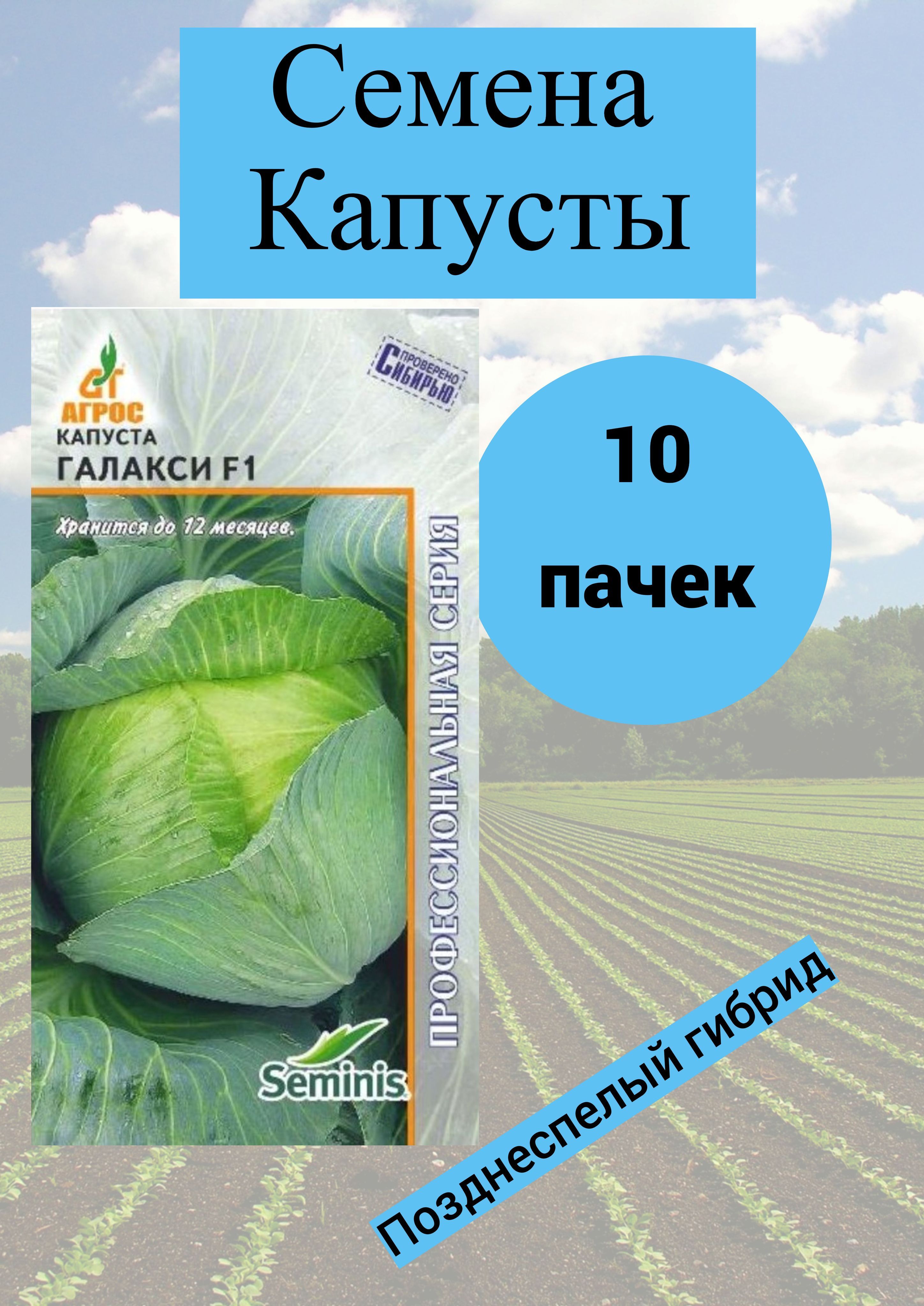 Капуста галакси описание сорта фото отзывы Капуста семена_капуста_бк_агрос_галас_10 - купить по выгодным ценам в интернет-м