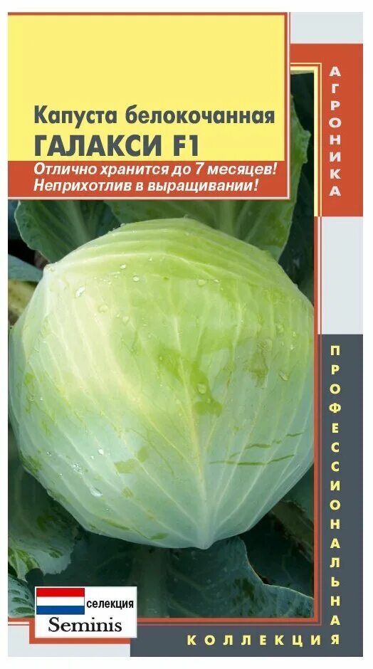 Капуста галакси описание сорта фото отзывы Семена Капуста б/к "Плазмас" Галакси F1 10шт - купить по выгодной цене на Яндекс