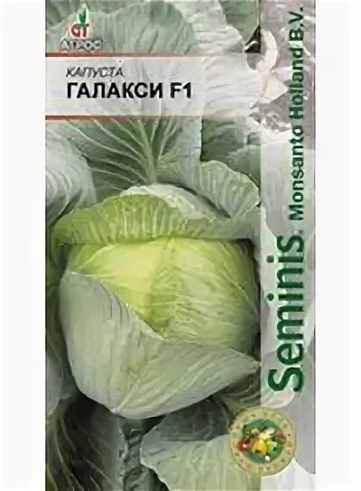 Капуста галакси описание сорта фото отзывы Капуста галакси описание сорта фото отзывы