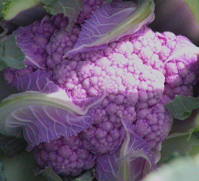 Капуста гудман фото Growing Cauliflower in the Home Garden Yard and Garden