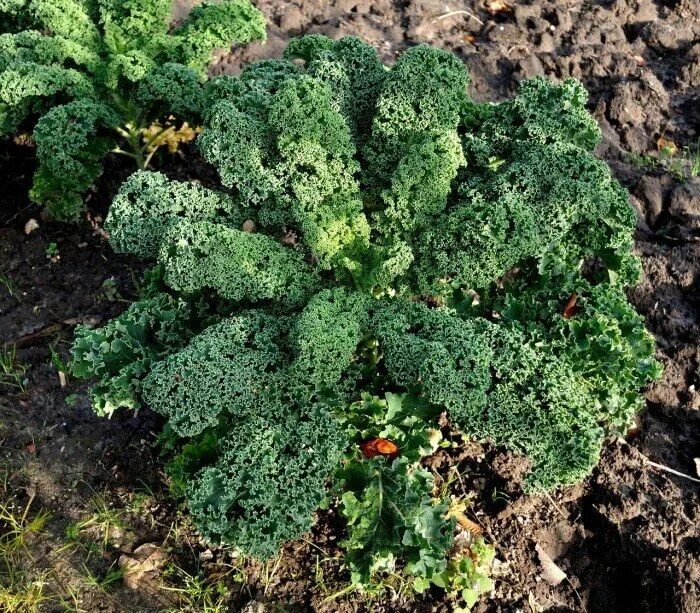 Капуста кала фото How to Plant, Grow, and Harvest Kale * The Homesteading Hippy Starting a garden,