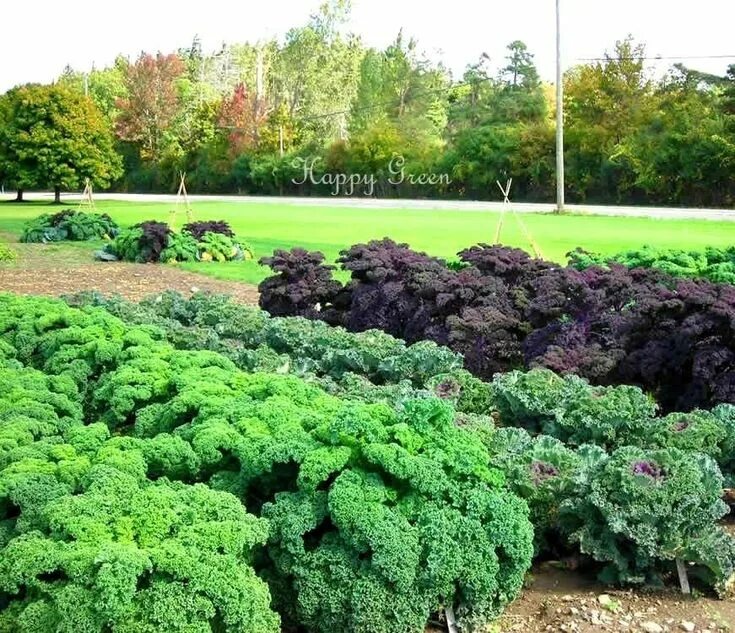 Капуста кале фото VEGETABLE KALE Borecole Dwarf Green Curled 1000 SEEDS Winter Hardy - Etsy UK