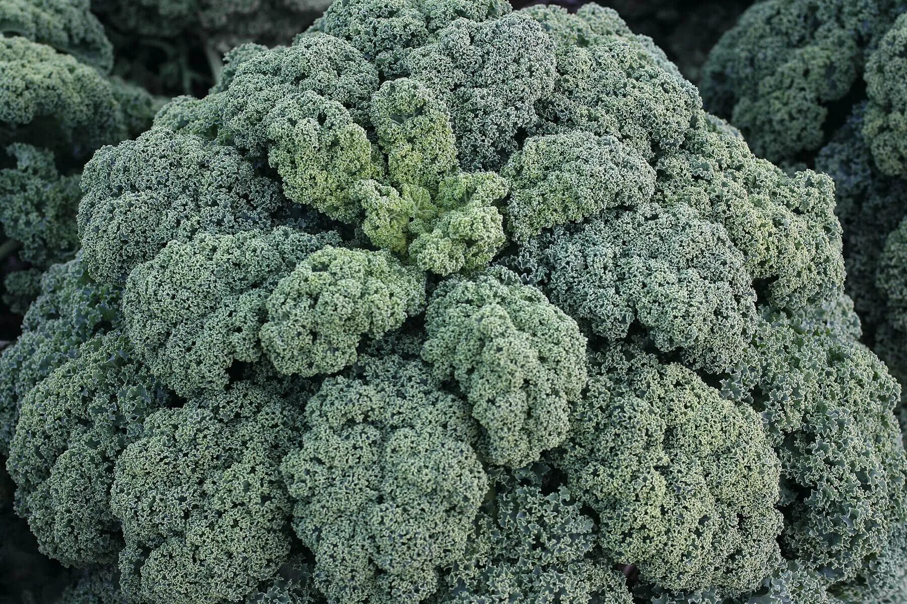 Капуста кале фото Winterbor Kale (Treated Seed) Seedway