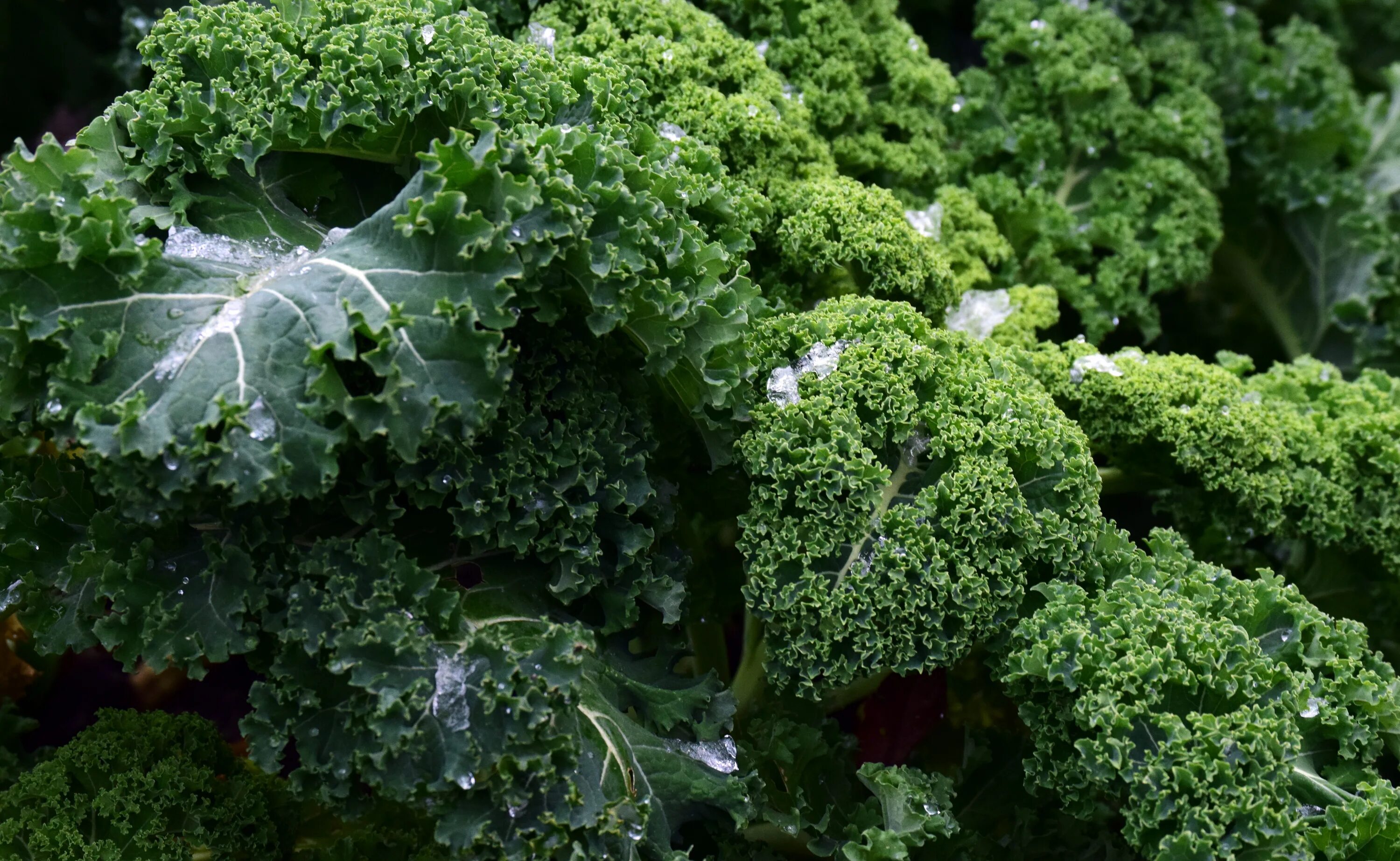 Капуста кале фото и рецепты Close up of fresh broccoli free image download