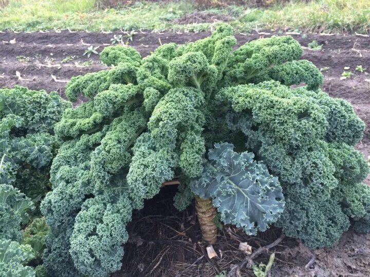 Капуста кале фото польза Капуста Курчаволистная зеленая - Питомник Веселый Садовник