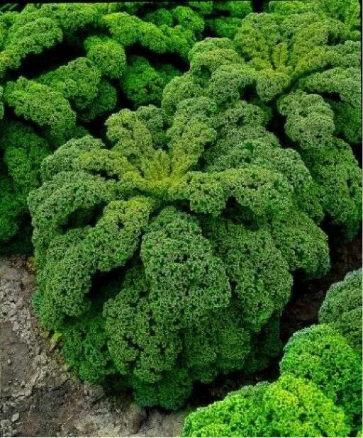 Капуста кале фото польза Leafy Cabbage/Curly Kale 'Kapral' (Brassica Oleracea L.) Vegetable Plant Seeds! 