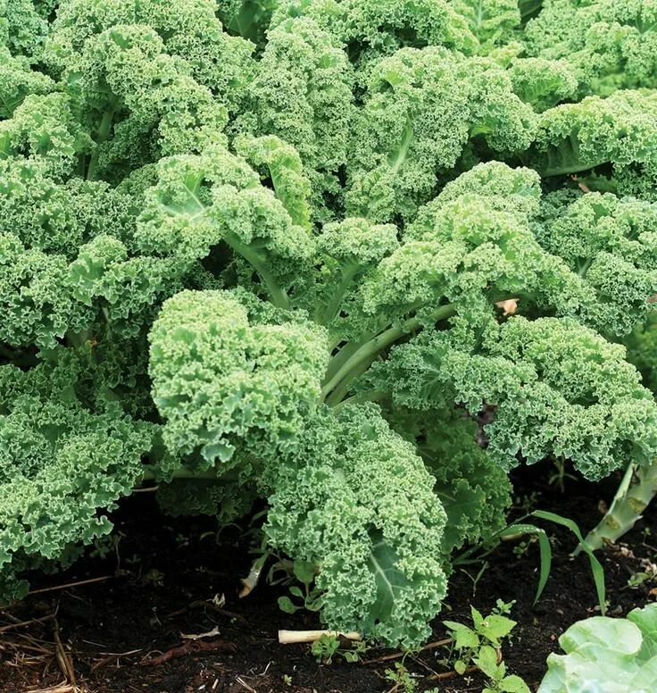 Капуста кале фото польза Dwarf Green Curled Kale seeds, Seeds, Kale