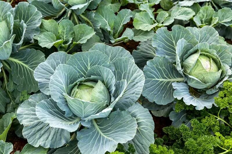 Капуста калли фото How to Plant and Grow Cabbage Gardener's Path Cabbage seeds, Cabbage plant, Grow