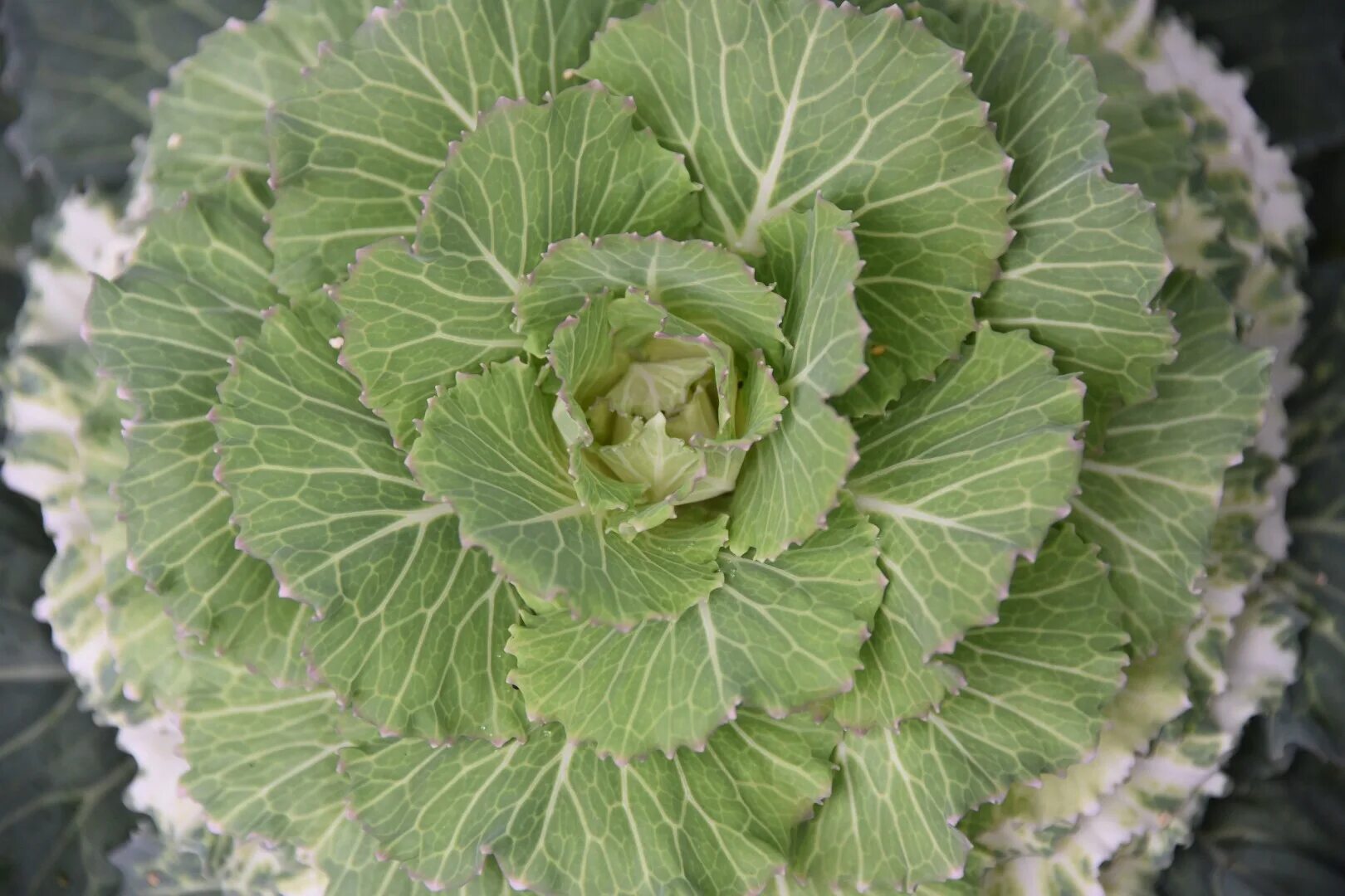 Капуста калли фото File:Decorative kale rosette tdw.jpeg - Wikimedia Commons