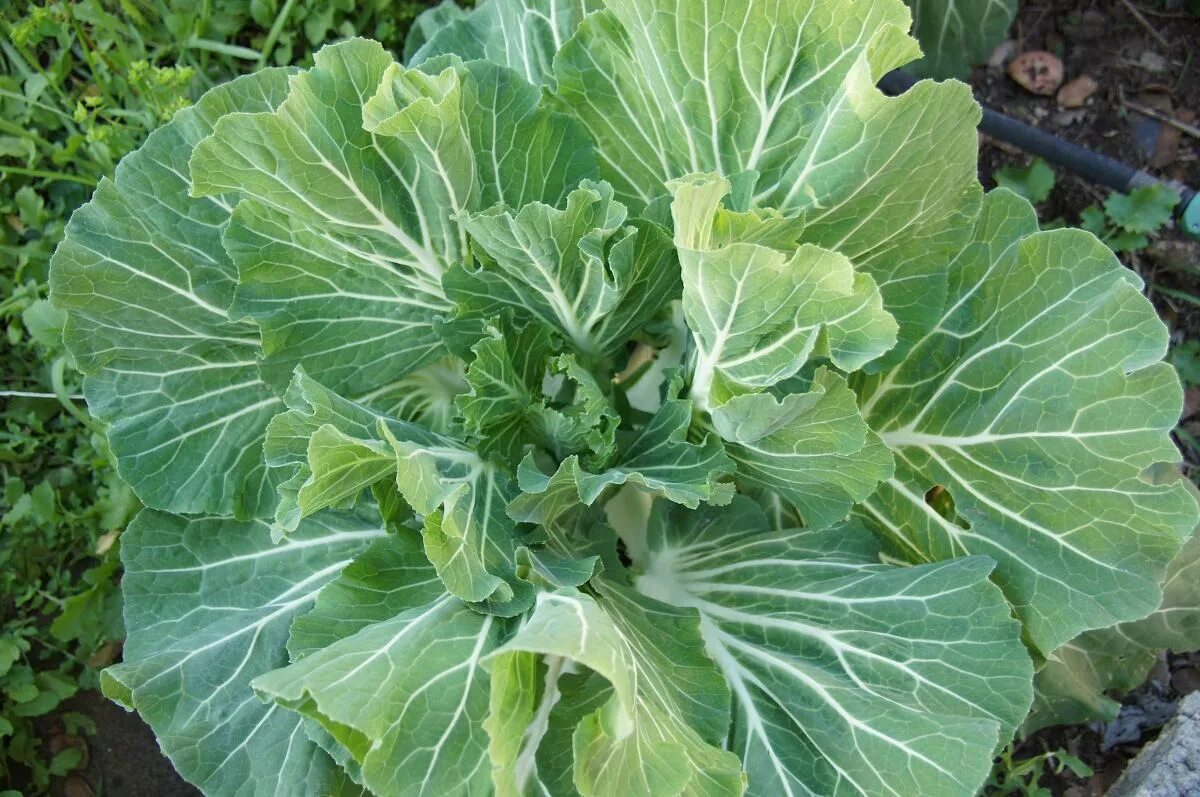 Капуста калли фото Португальская капуста. Brassica oleracea