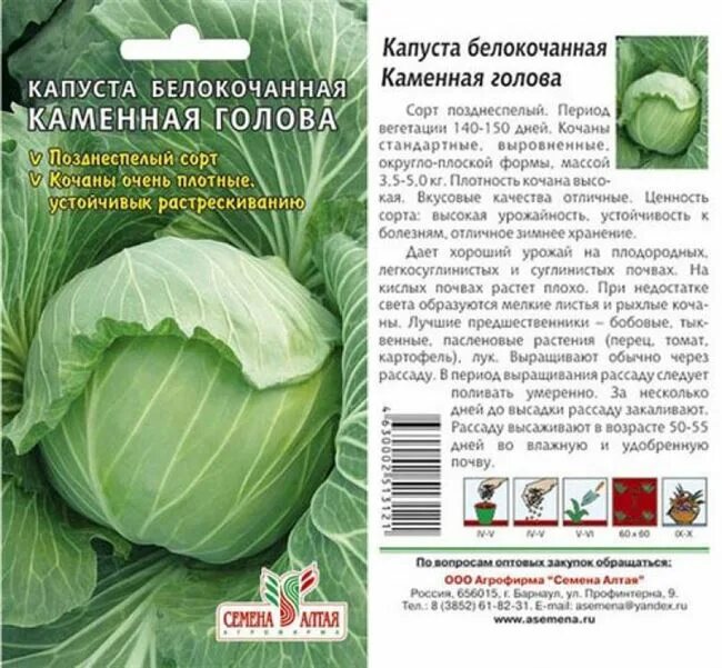 Капуста каменная голова описание сорта фото отзывы Капуста цветная Белкорт F1, 10 шт. Голландская линия