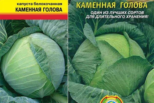 Капуста каменная голова описание сорта фото отзывы Белокачанная капуста сорта Каменная голова - описание и отзывы plodorodie64.ru