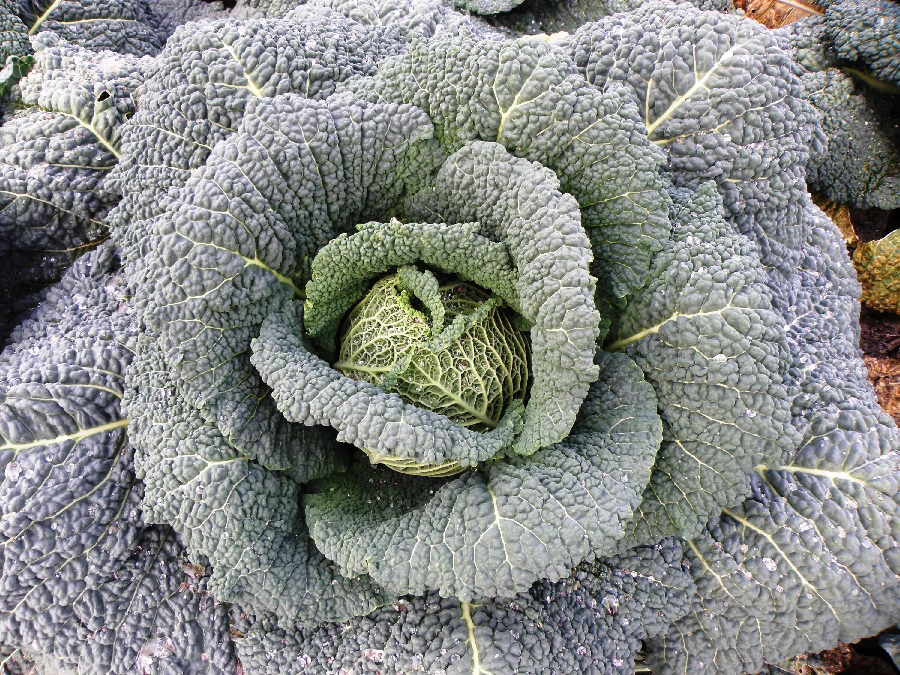 Капуста кельн фото Cabbage in a vegetable garden free image download