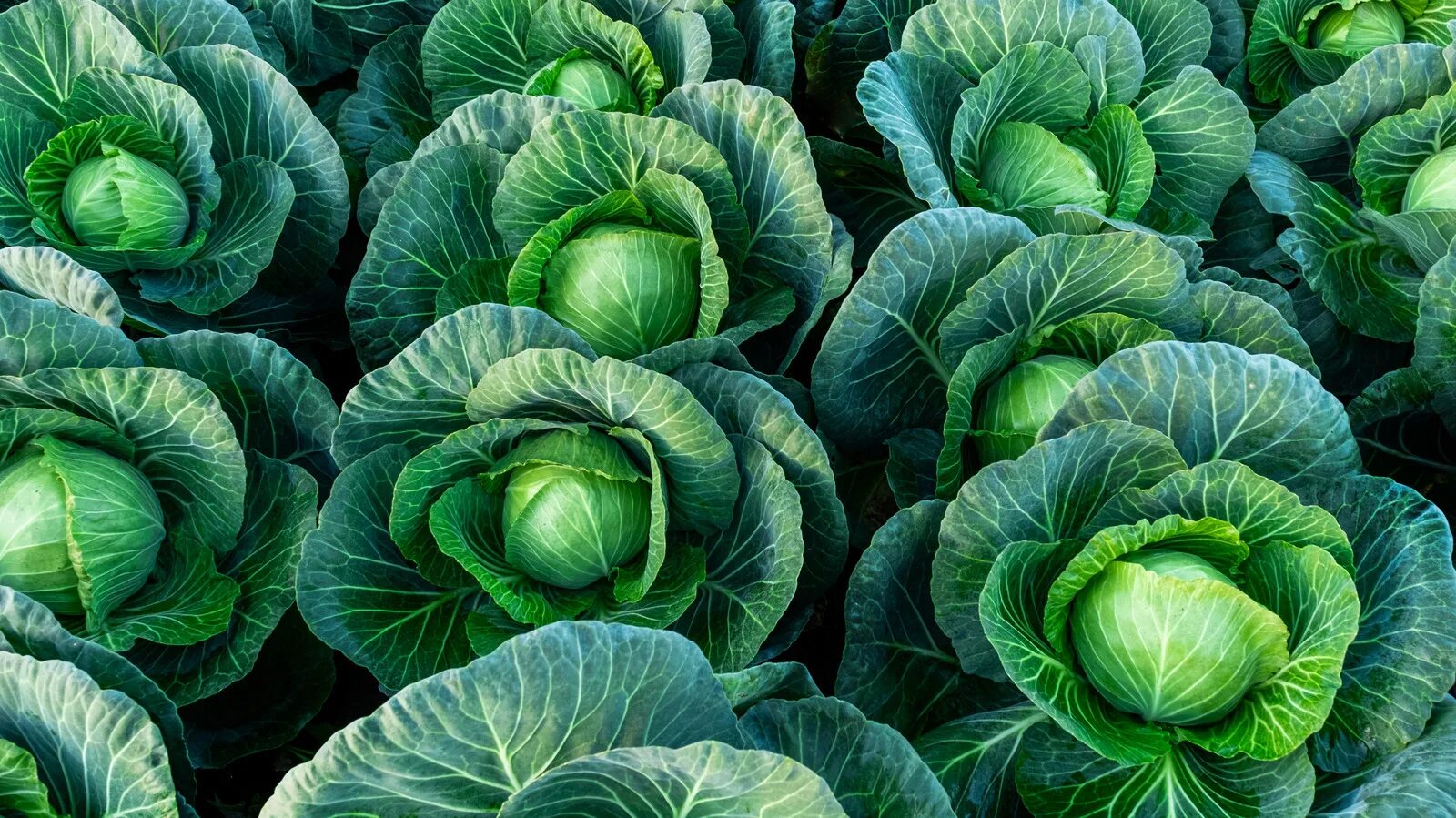 Капуста кельн фото The Reason Overcooked Cabbage Smells Bad