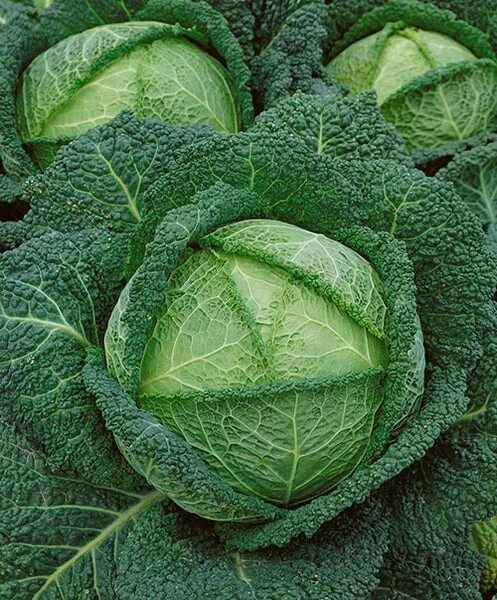 Капуста кельн фото Savoy Perfection cabbage, Organic Restoration Seeds