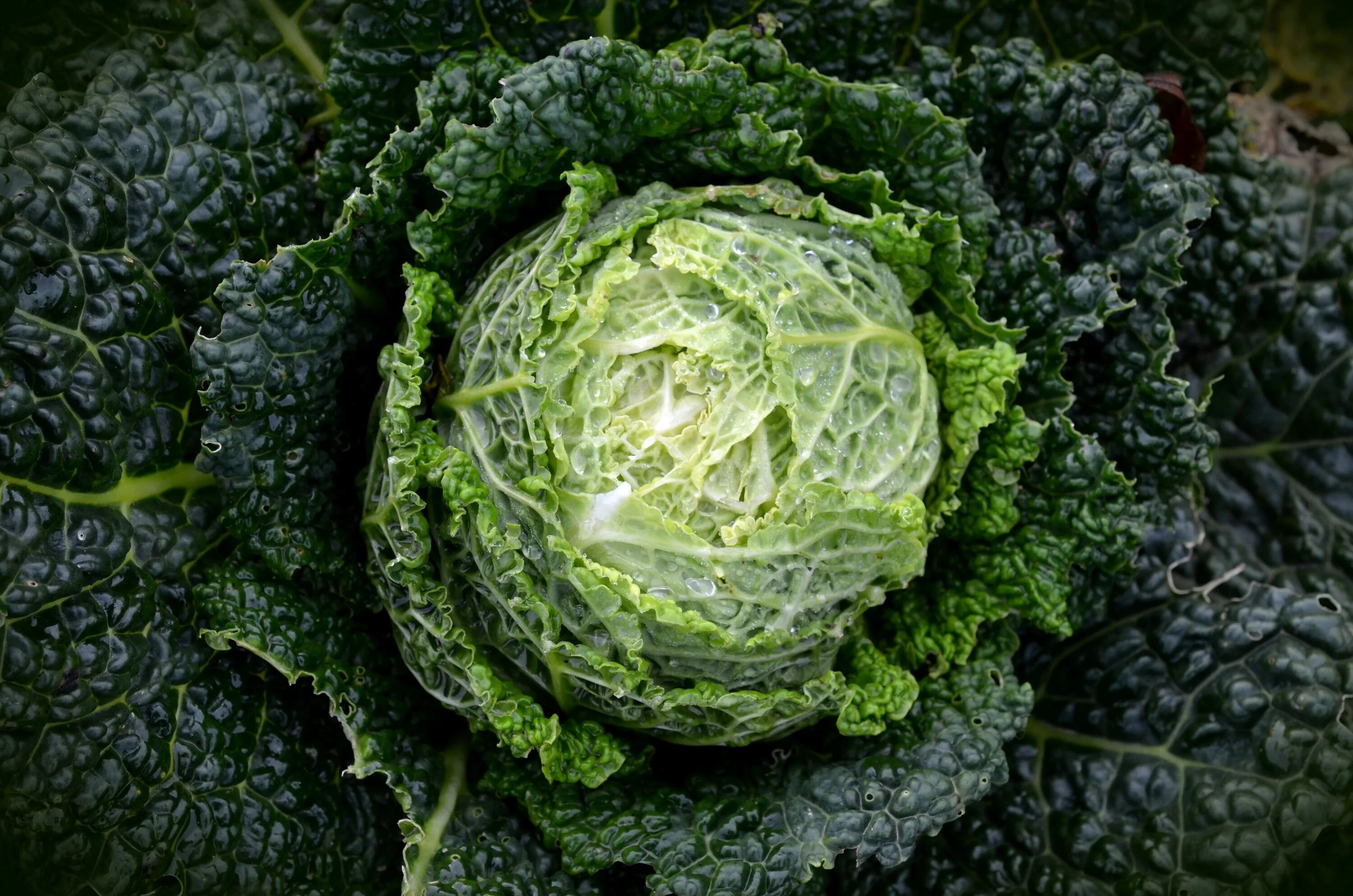 Капуста кельн фото Healthy savoy cabbage close free image download