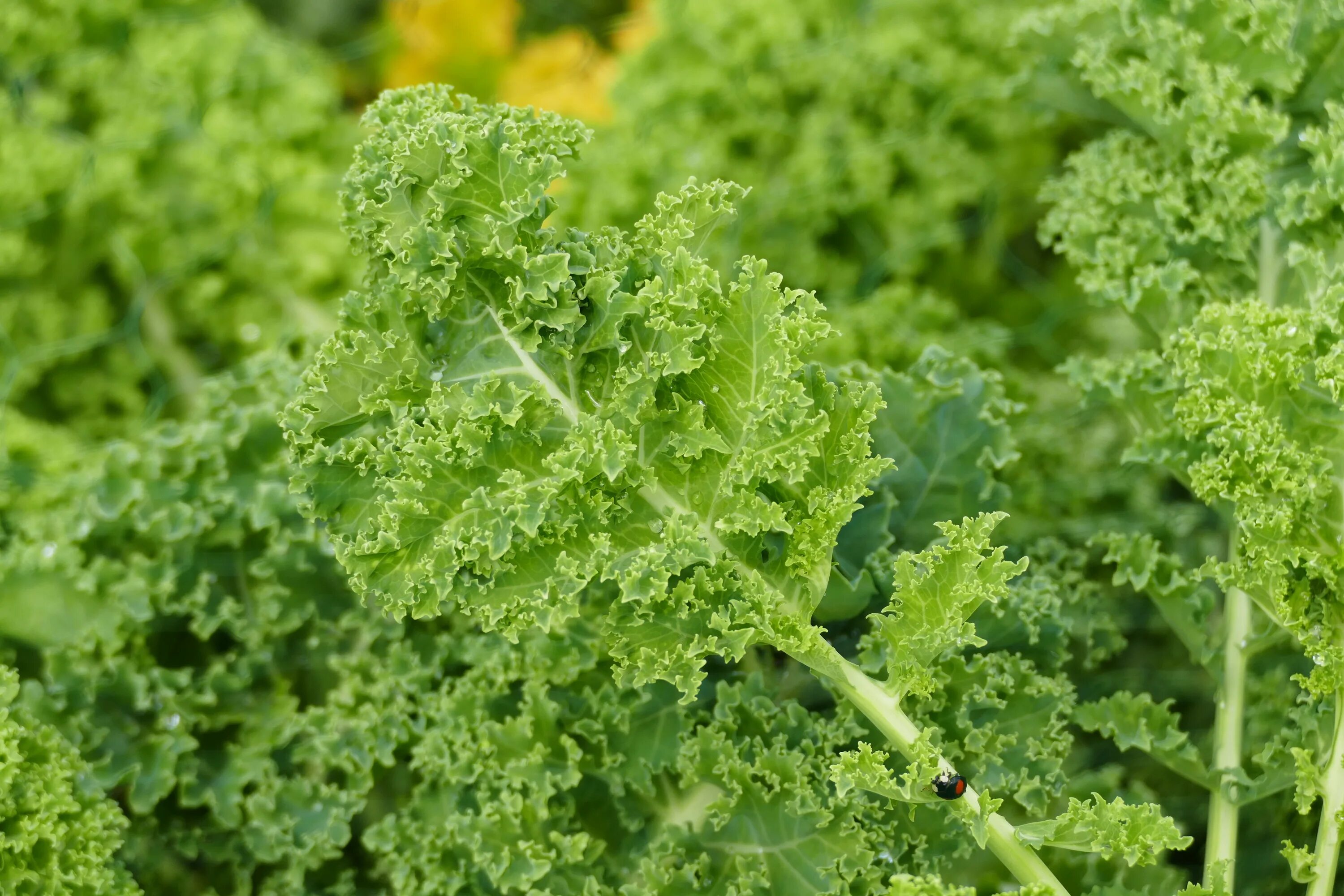 Капуста кейл фото Curly cabbage leaves close up free image download