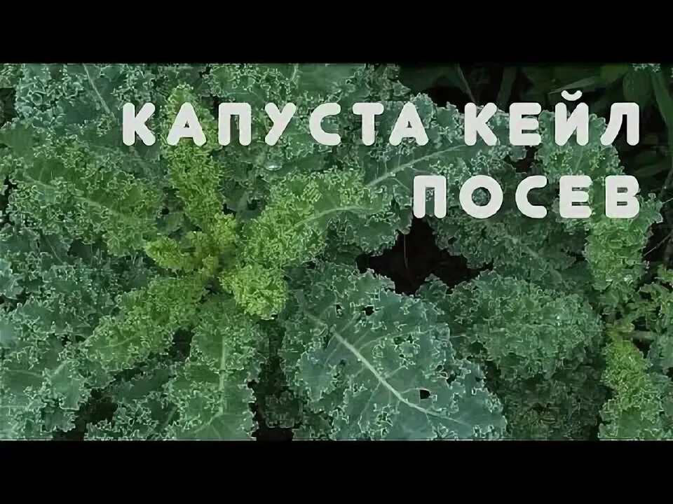 Капуста кейл фото выращивание и уход Капуста кейл (кале) посев - YouTube