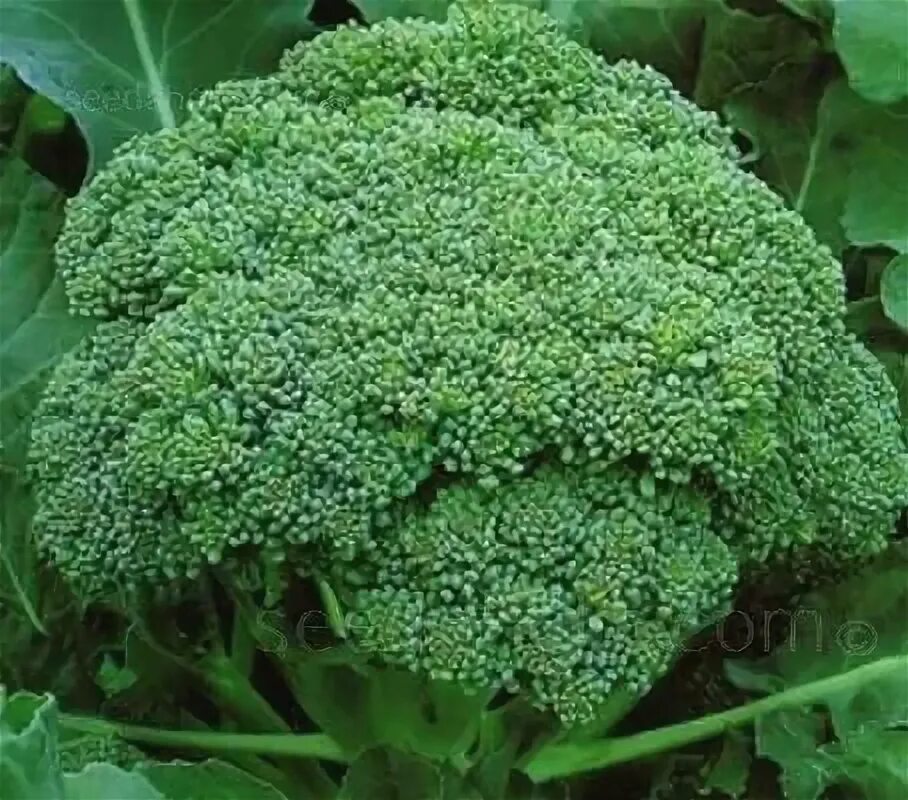 Капуста киа описание и фото Calabrese Marathon F1 produces medium size, uniform, dense heads on sturdy plant