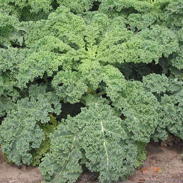 Капуста киа описание и фото Buy Kale Green Edible - Vegetable Seeds online from Nurserylive at lowest price.