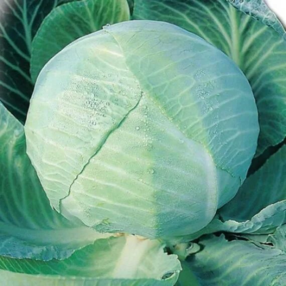 Капуста киа описание и фото Seeds White Cabbage Amager Late Dense Vitamin Vegetables Seeds Etsy