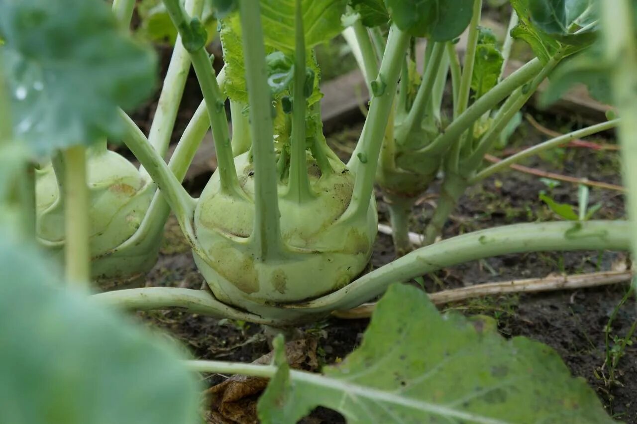 Капуста кольраби фото Gardening Tips: How to Grow Kohlrabi Cabbage: news, vegetables, cabbage, gardeni