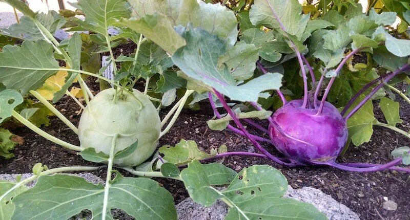 Капуста кольраби фото выращивание Health Benefits of Kohlrabi, Nutritional Facts And Consumption Tips Vegetables n