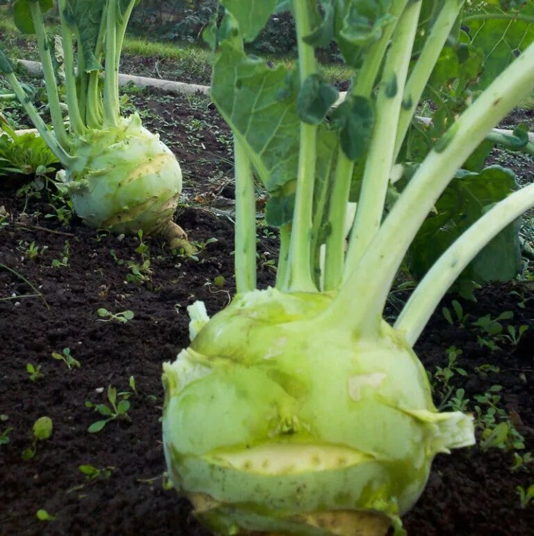 Капуста кольраби фото выращивание Kohlrabi, Superschmelz (Organic) - Adaptive Seeds