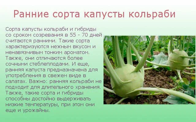 Капуста кольраби описание сорта фото Лучшие сорта капусты кольраби: их выбор и описание