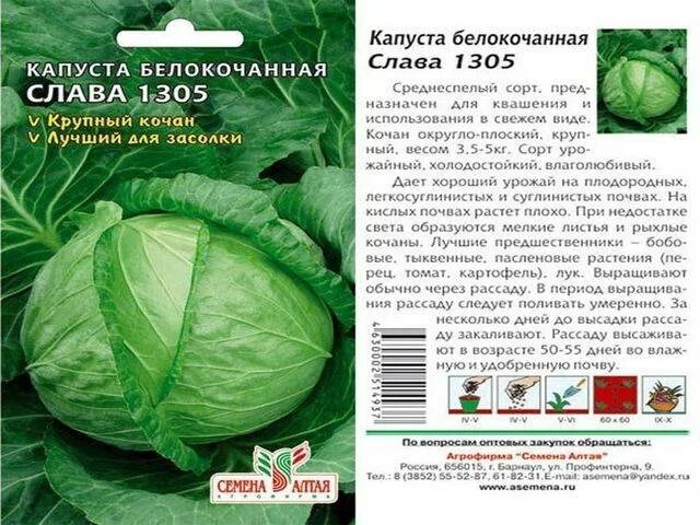 Капуста купчиха описание сорта фото Голландская капуста: описания сортов и характеристики, посадка и уход с фото