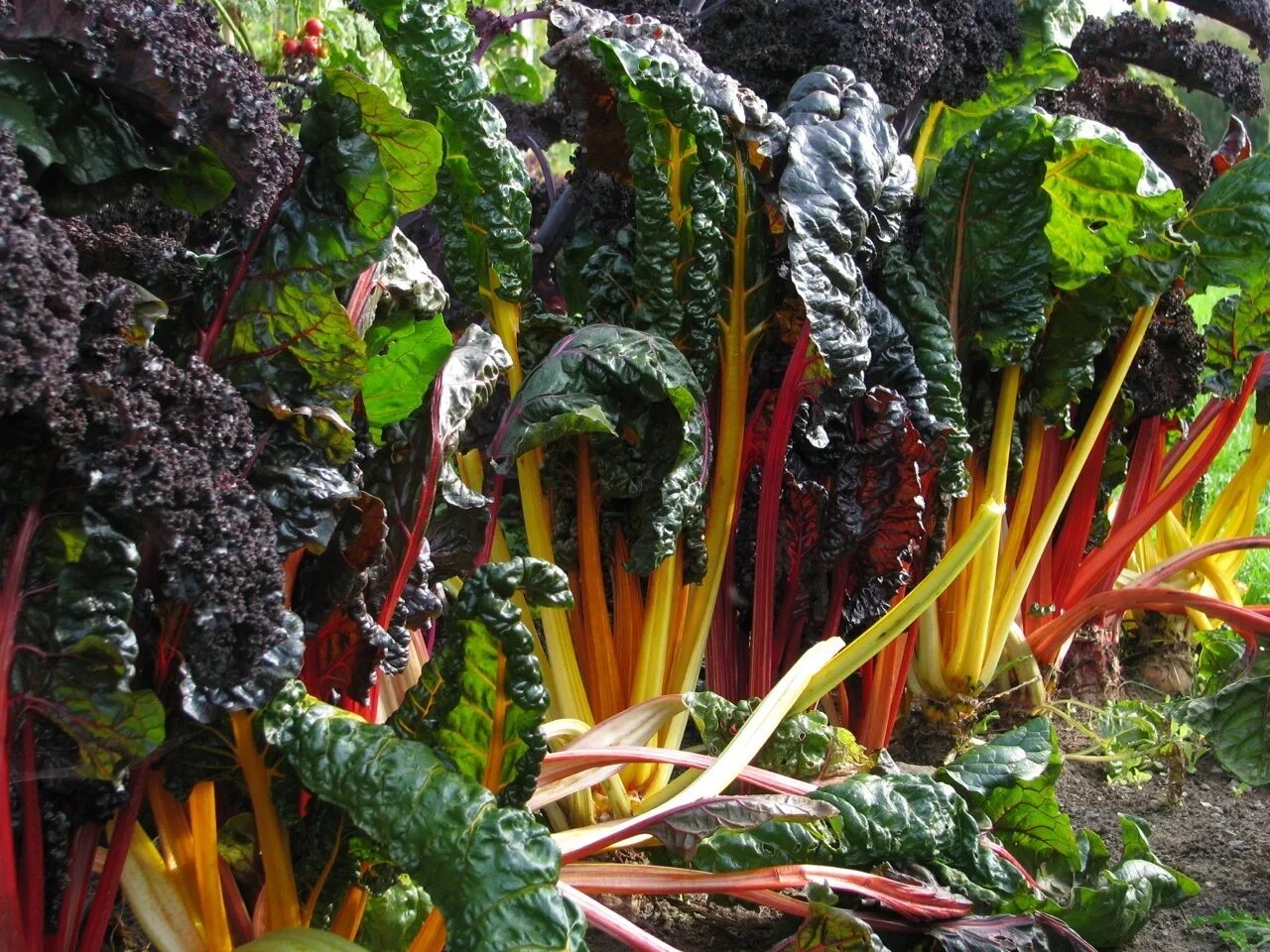 Капуста мангольд фото Mangold Regenbogen Beta vulgaris Rainbow Chard Stielmangold