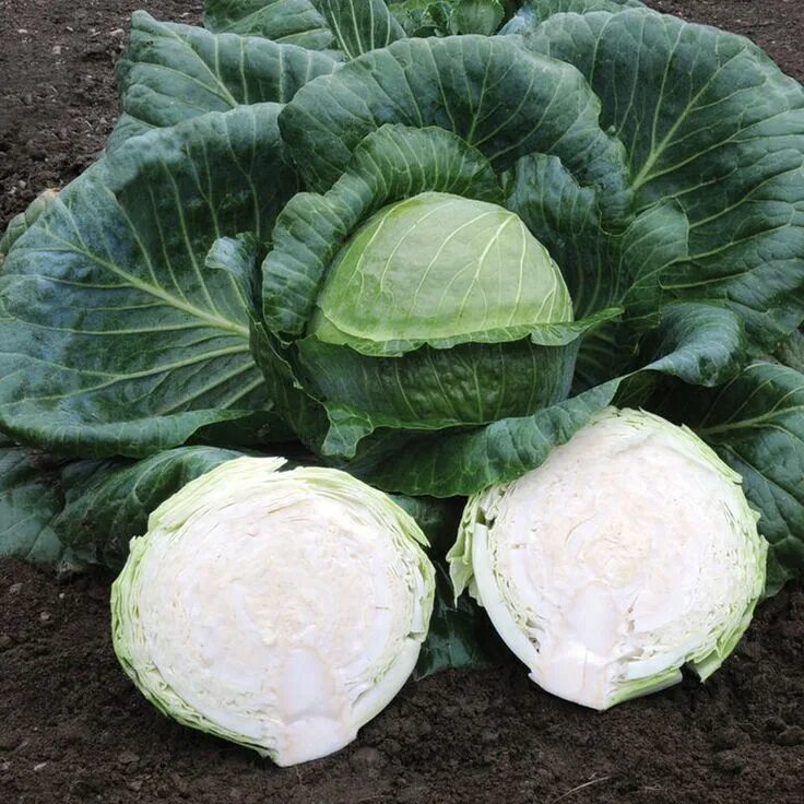 Капуста мегатон описание сорта фото Kaitlin - (F1) Cabbage Seed Johnny's Selected Seeds Cabbage seeds, Cabbage, Grow