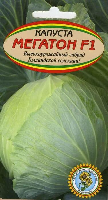 Капуста мегатон описание сорта фото Капуста Мегатон: описание сорта, характеристика