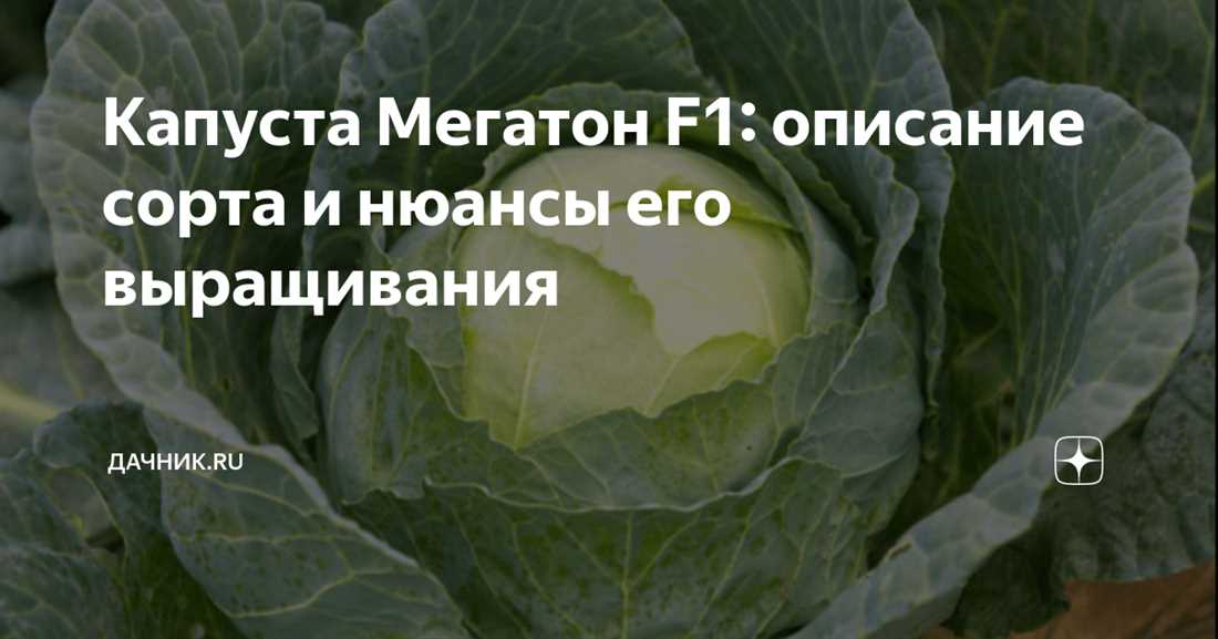 Капуста мегатон отзывы фото урожайность Капуста Мегатон F1 - описание сорта и нюансы выращивания для сезонного урожая в 