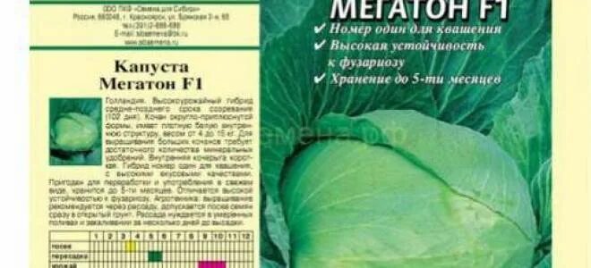 Капуста мегатон отзывы фото урожайность Капуста Мегатон: описание сорта, характеристика