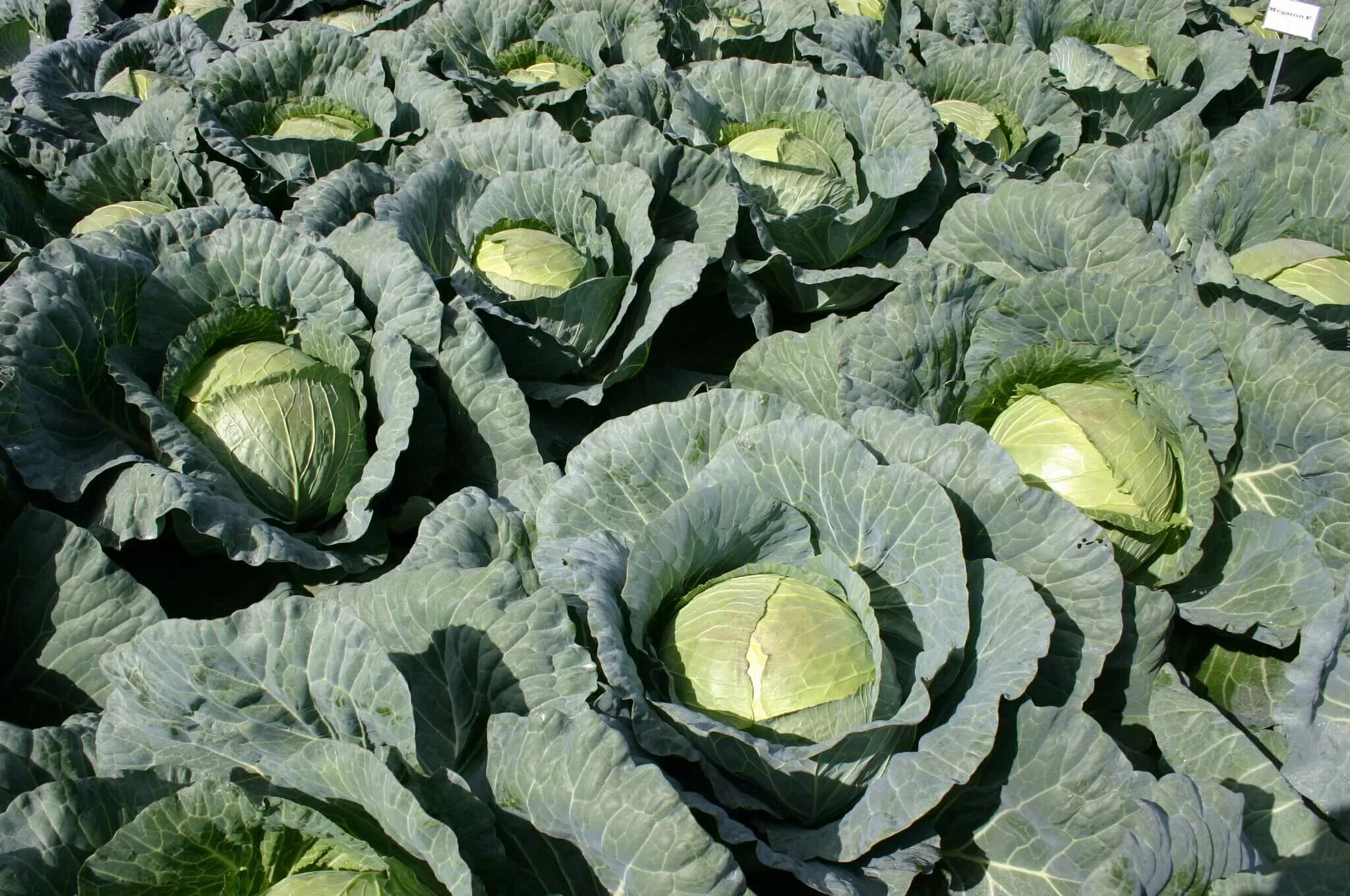 Капуста мегатонн описание сорта фото отзывы Megaton Cabbage (Treated Seed) Seedway