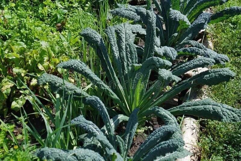 Капуста ночи тосканы фото 1,485 Tuscan Kale стоковые фото - бесплатные и стоковые фото RF от Dreamstime - 