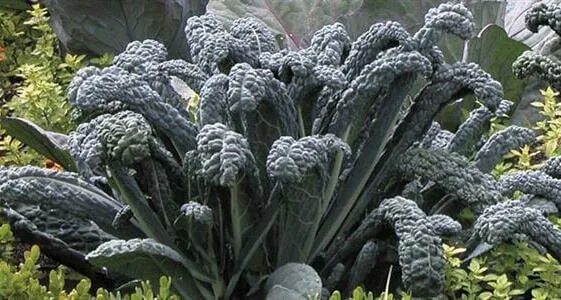 Капуста ночи тосканы фото Kale 'Black' 4" Pot - Hello Hello Plants & Garden Supplies