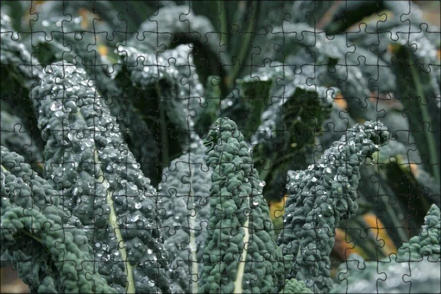 Капуста ночи тосканы фото Магнитный пазл 27x18см."Капуста, brassica oleracea, капустные" на холодильник - 